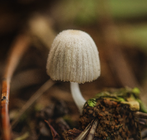 Champignon sauvage d'illustration