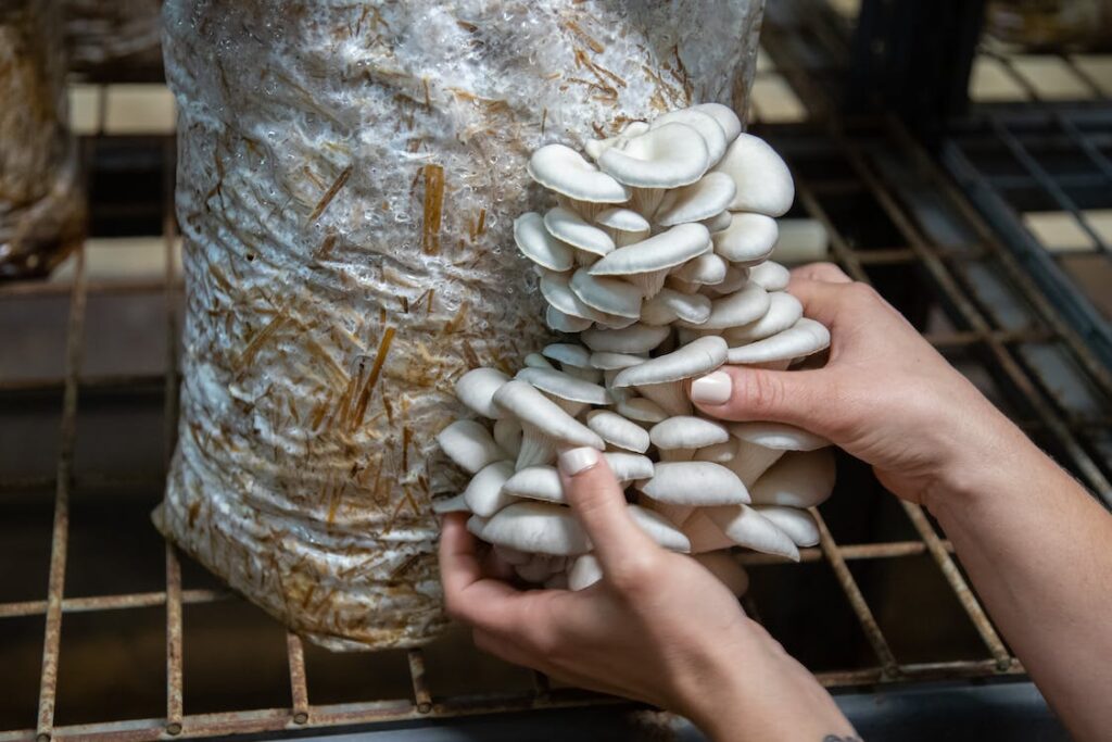 Sur quoi pouvez-vous pour faire pousser des champignons?