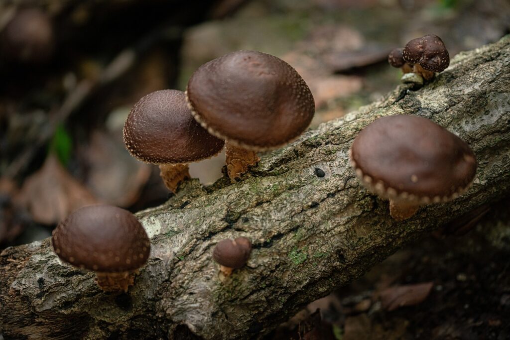 Culture de mycélium pour une production massive de champignon