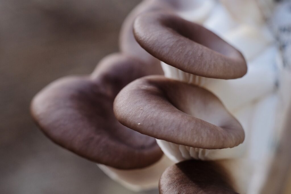 Kit pour faire pousser des champignons pleurotes